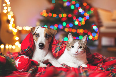 Top 10 Best Pet Christmas Gifts for Dogs, Cats and Small Animals