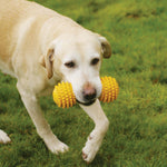 Rubber Dumbell Medium Dog Toy