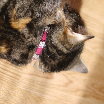 Damson Cat Collar