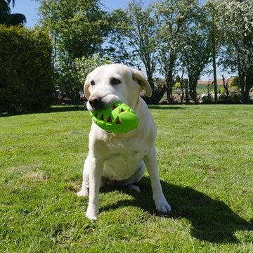 Tough Crunch Rugby Ball for Dogs