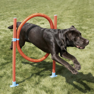 Dog Agility Training- Hoop Jump