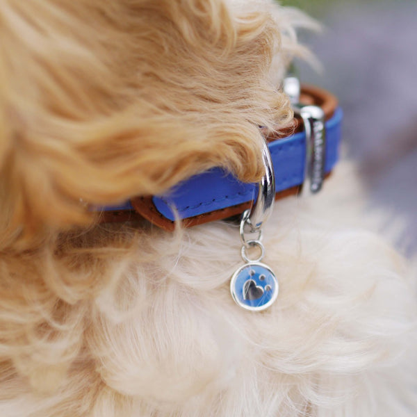 Rosewood - Wag 'n' Walk Royal Collar, Blue