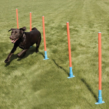 Agility Slalom with 5 Weaving Poles