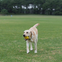 For Pets - Rosewood - Lemon BioSafe Toy