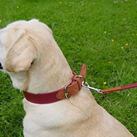 Rosewood - Luxury Leather Soft Touch Dog Collar, Red