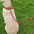 Luxury Leather Soft Touch Dog Lead, Red 40'X3/4'