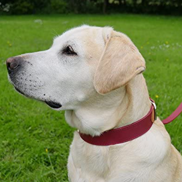 Rosewood - Luxury Leather Soft Touch Dog Collar, Red