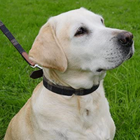 Rosewood - Luxury Leather Tweed Check Dog Collar