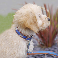 Rosewood - Wag 'n' Walk Royal Collar, Blue