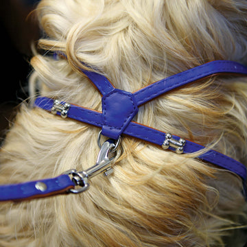 Wag ‘n’ Walk Royal Harness, Toy Dog, Blue