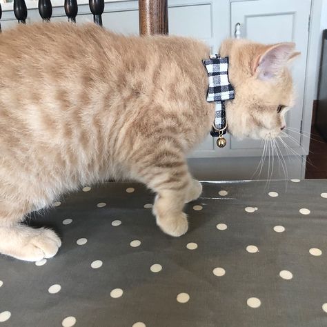 Rosewood - Blue Gingham Bow-Tie Cat Collar