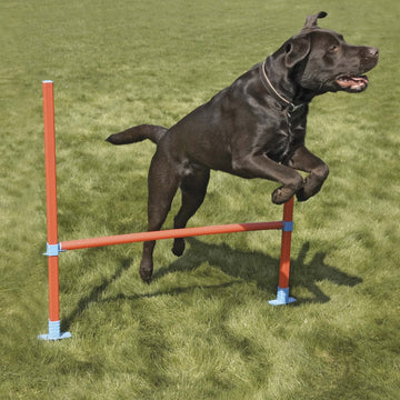 Dog Agility Hurdle