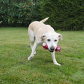 Meaty Chicken Takeaway Bone Large